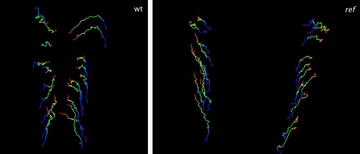 wt_ref_tracks_merged_4